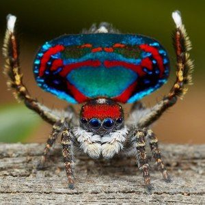 Meet your Posher, Elena